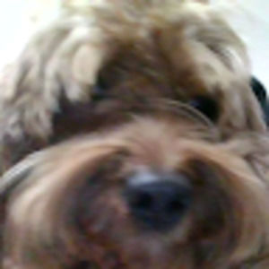 Meet your Posher, Benjamin